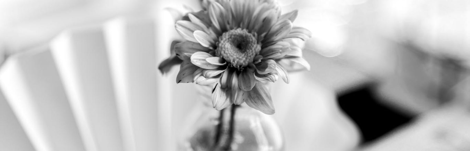 Blume in Schwarz-Weiß
